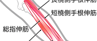 デッドリフト ガイド